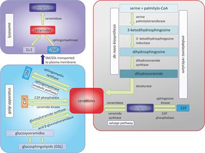 Frontiers | Sphingolipid metabolism and signaling in